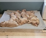 Small Photo #9 Golden Retriever Puppy For Sale in CUMMING, GA, USA