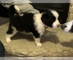 Small Photo #1 Border Collie Puppy For Sale in ELGIN, IL, USA