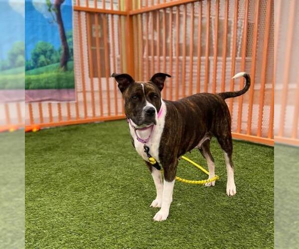 Medium Photo #2 Mutt Puppy For Sale in Las Vegas, NV, USA