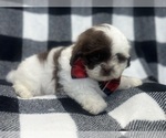 Small #4 ShihPoo