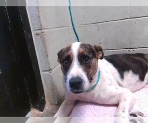 Mutt Dogs for adoption in Tulsa, OK, USA