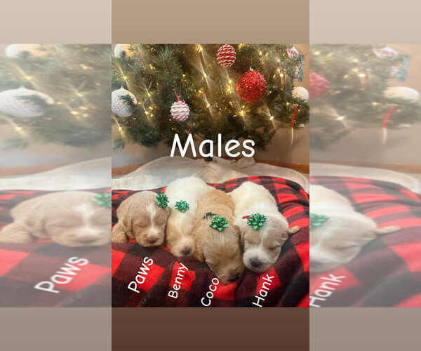 Medium Photo #2 Pyredoodle Puppy For Sale in MINSTER, OH, USA