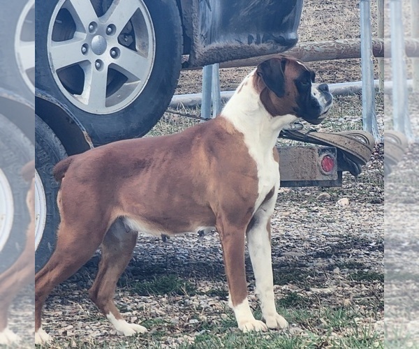 Medium Photo #1 Boxer Puppy For Sale in AFTON, WY, USA
