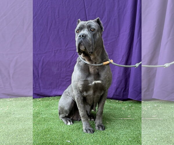 Medium Photo #3 Mutt Puppy For Sale in Goodyear, AZ, USA