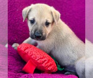 Labrador Retriever-Unknown Mix Dogs for adoption in San Diego, CA, USA