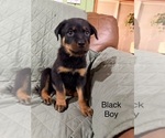 Small #8 Rottweiler