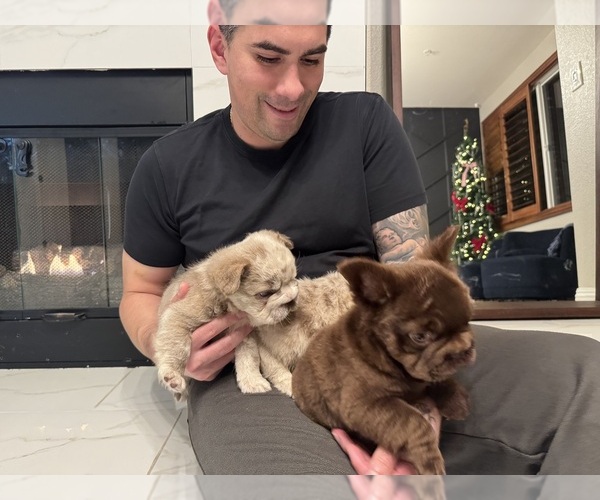 Medium Photo #6 French Bulldog Puppy For Sale in SAN DIEGO, CA, USA