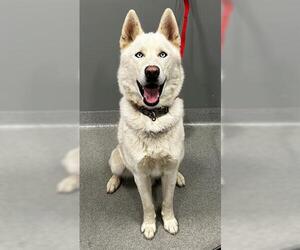 Siberian Husky Dogs for adoption in San Martin, CA, USA