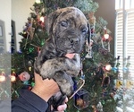 Puppy 2 Bullmastiff