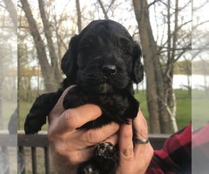 Cock-A-Poo Puppy for sale in DETROIT LAKES, MN, USA