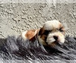 Small #7 Shih Tzu