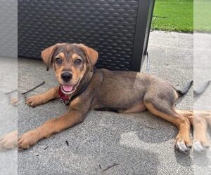 Mutt Dogs for adoption in Spring Lake, NC, USA