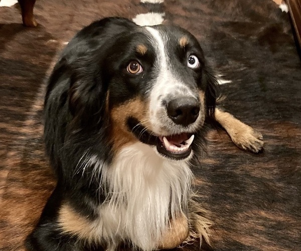 Medium Photo #21 Australian Shepherd-Belgian Malinois Mix Puppy For Sale in CROWLEY, TX, USA