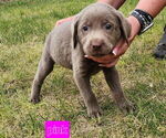 Puppy Pink Collar Labrador Retriever