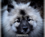 Small Photo #1 Keeshond Puppy For Sale in FAYETTEVILLE, TN, USA