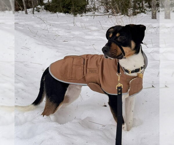 Medium Photo #2 Mutt Puppy For Sale in Fargo, ND, USA