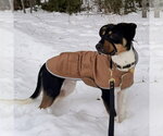 Small #1 Mutt