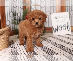 Cavapoo Puppy for sale in NAPLES, FL, USA