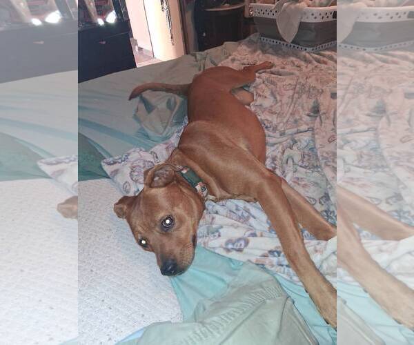 Medium Photo #2 Chocolate Labrador retriever-Labrador Retriever Mix Puppy For Sale in Chandler, AZ, USA