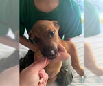 Small #3 American Staffordshire Terrier Mix