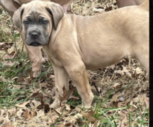Cane Corso Puppy for sale in CLARKSVILLE, TN, USA