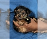 Small Photo #3 Yorkshire Terrier Puppy For Sale in SAVANNAH, GA, USA