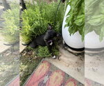 Small Photo #6 Mutt Puppy For Sale in Queen Creek, AZ, USA