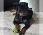 Small #9 Rottweiler