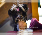 Small Photo #2 Chinese Crested Puppy For Sale in AURORA, CO, USA