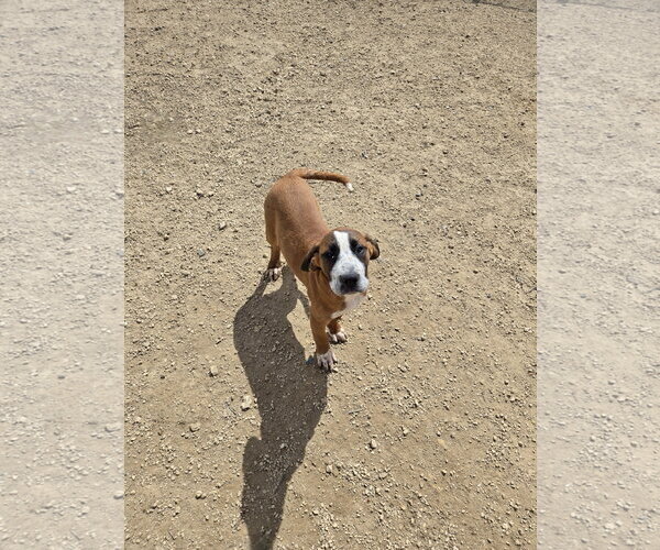 Medium Photo #1 Boxer-Unknown Mix Puppy For Sale in Maquoketa, IA, USA