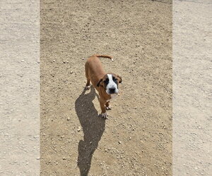 Boxer-Unknown Mix Dogs for adoption in Maquoketa, IA, USA