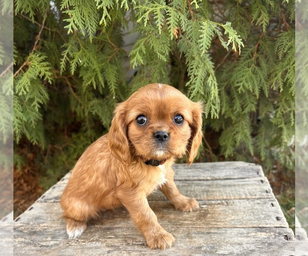 Medium Photo #2 Cavalier King Charles Spaniel Puppy For Sale in MIDDLEBURY, IN, USA