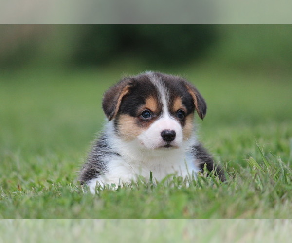 Medium Photo #4 Pembroke Welsh Corgi Puppy For Sale in FORT MADISON, IA, USA