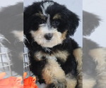 Small Photo #2 Bernedoodle (Miniature) Puppy For Sale in ITASCA, TX, USA