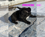 Small Photo #10 French Bulldog Puppy For Sale in CLARKSTON, UT, USA