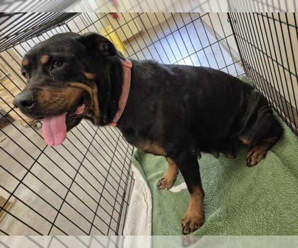 Medium Photo #1 Rottweiler Puppy For Sale in Texas City, TX, USA