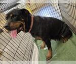 Small Rottweiler