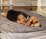 Small #8 Beagle
