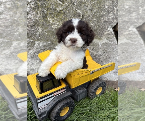 Medium Photo #1 Havanese Puppy For Sale in MIDDLEBURY, IN, USA