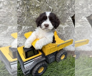 Havanese Puppy for sale in MIDDLEBURY, IN, USA