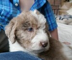 Small Photo #4 Labradoodle Puppy For Sale in COLORADO SPRINGS, CO, USA
