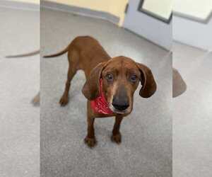 Redbone Coonhound Dogs for adoption in Low Moor, VA, USA