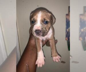 Father of the American Pit Bull Terrier puppies born on 07/10/2021