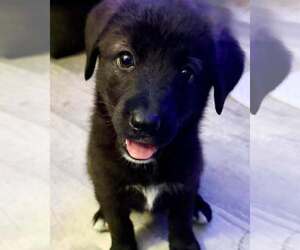 Mutt Dogs for adoption in Wyoming, MI, USA
