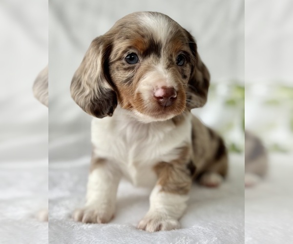 Medium Photo #7 Dachshund Puppy For Sale in ROCK STREAM, NY, USA