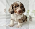 Small #6 Dachshund