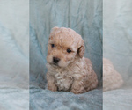 Puppy Lucky Cavapoo (Toy)