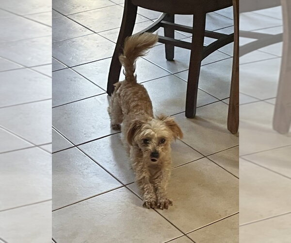 Medium Photo #3 Mal-Shi Puppy For Sale in San Francisco, CA, USA