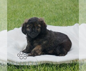 ShihPoo Puppy for sale in GORDONVILLE, PA, USA