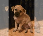 Small #2 Dachsador